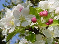 Cuidados de los &aacute;rboles frutales