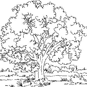 Dibujos infantiles de árboles