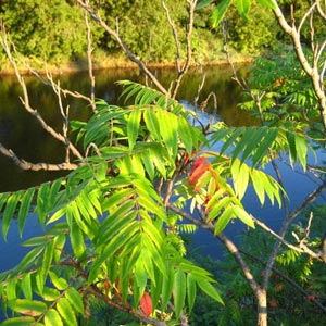 fotos de árboles. Río